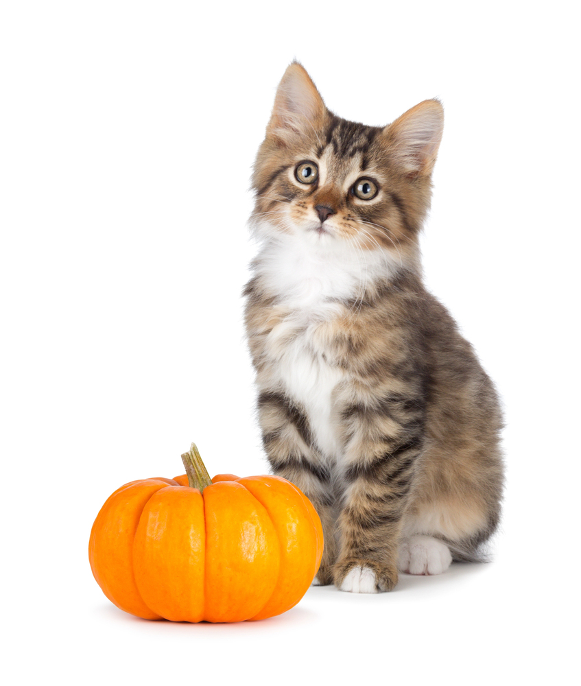 pumpkin for cats